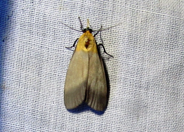 Lithosia quadra - négypettyes zuzmószövő