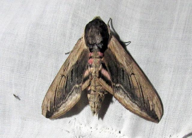 Sphinx ligustri - fagyalszender
