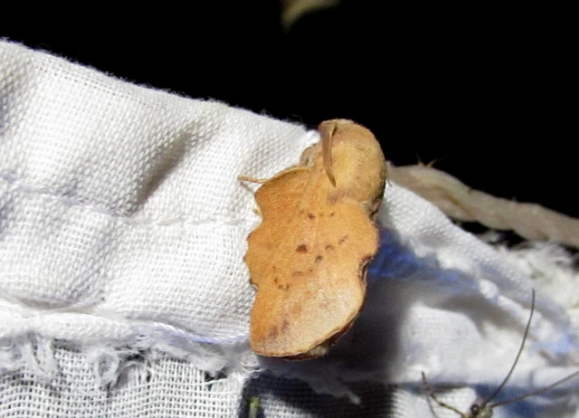 Phyllodesma tremulifolia - nyárlevélpohók