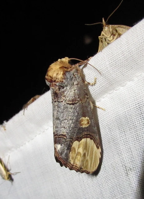 Phalera bucephaloides - magyar púposszövő