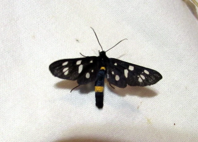Amata phegea - fehérpettyes álcsüngőlepke