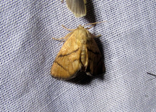 Apoda limacodes - kagylólepke