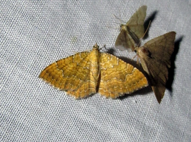 Camptogramma bilineata - kétvonalas sávosaraszoló