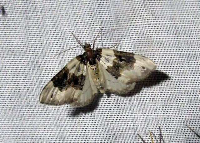 Cosmorhoe ocellata - szemes galajaraszoló
