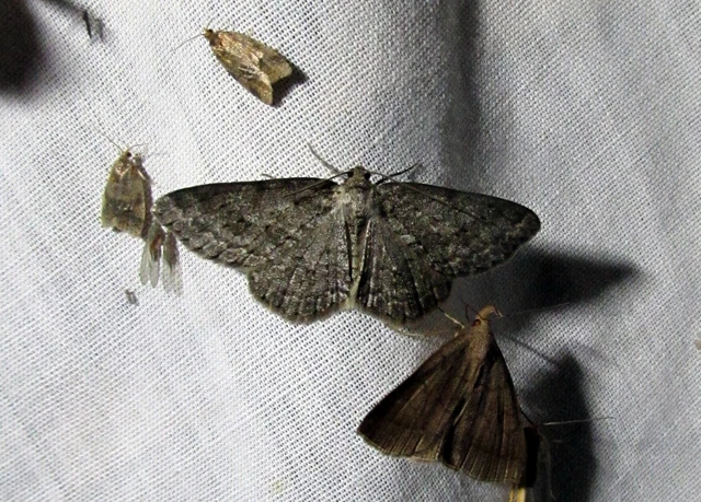Ectropis crepuscularia - avararaszoló