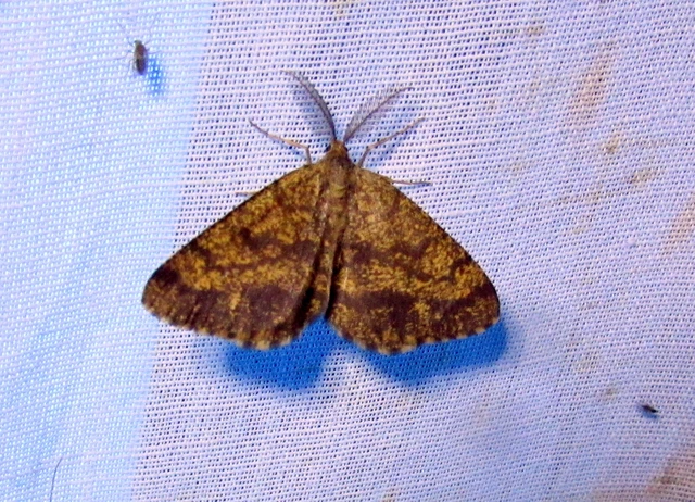 Ematurga atomaria - barna rétiaraszoló