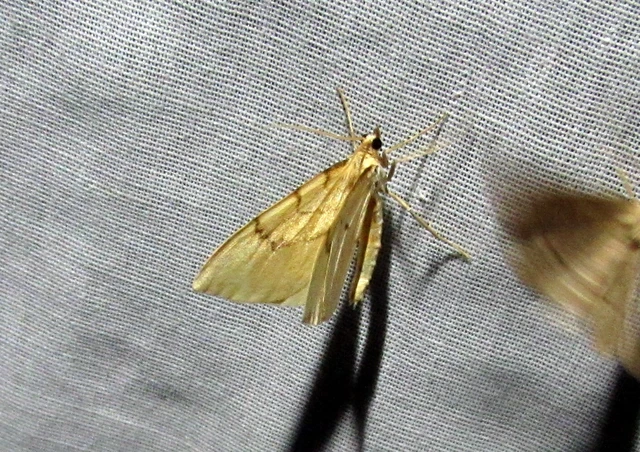 Eulithis pyraliata - sárga galajaraszoló