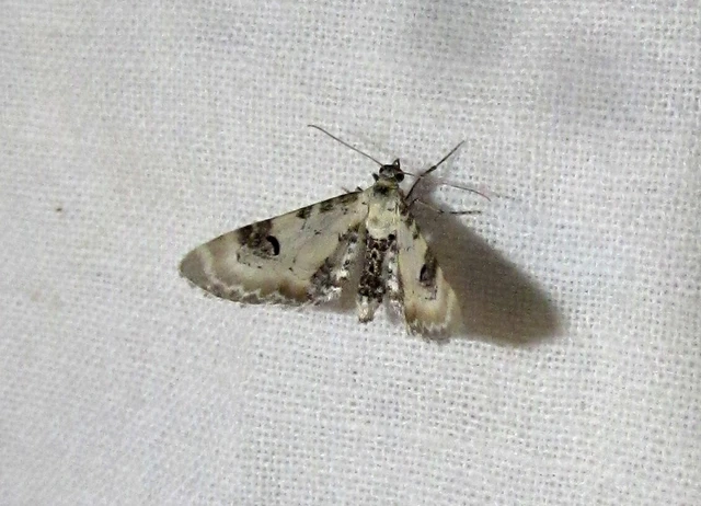 Eupithecia centaureata - búzavirág-törpearaszoló