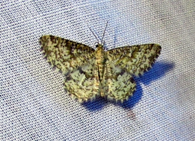 Heliomata glarearia - bőrszínű araszoló