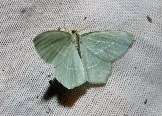 Hemistola chrysoprasaria - kékes zöldaraszoló