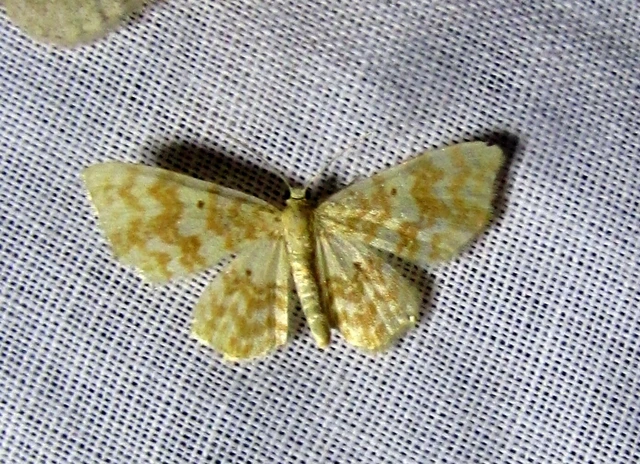 Hydrelia flammeolaria - narancssárga araszoló