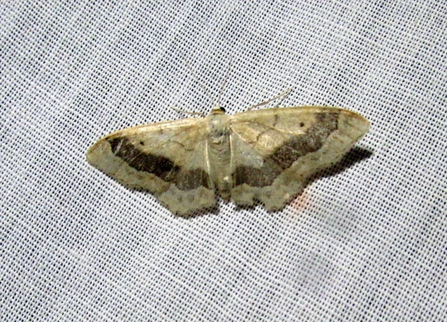 Idaea aversata - nagy sávosaraszoló