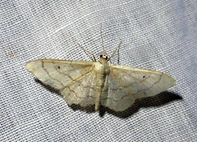 Idaea aversata - nagy sávosaraszoló