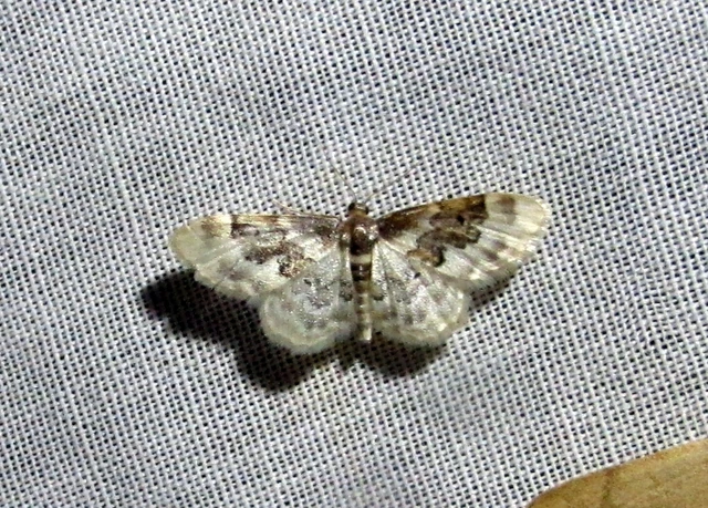 Idaea rusticata - tarka apróaraszoló