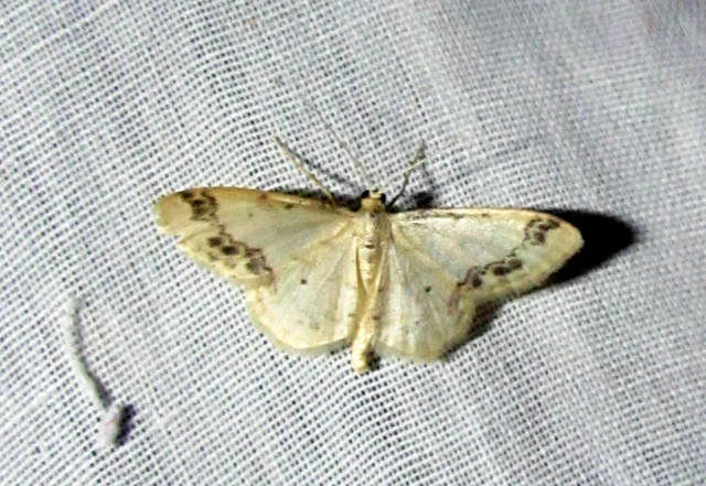 Idaea trigeminata - csúcsfoltos apróaraszoló
