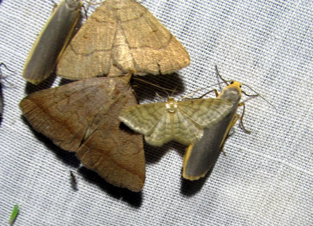 Idaea dilutaria - napvirág-apróaraszoló