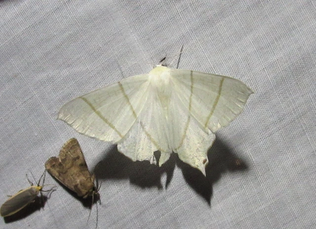 Ourapteryx sambucaria - fecskefarkú araszoló