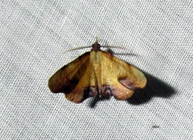 Plagodis dolabraria - baltaszárnyú araszoló
