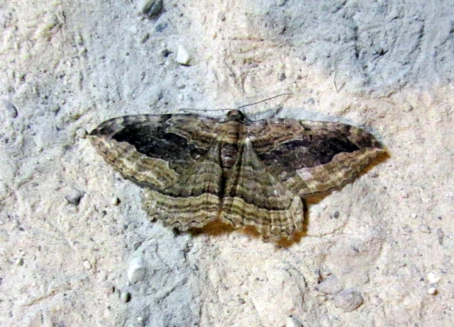 Philereme transversata - varjútövis-araszoló