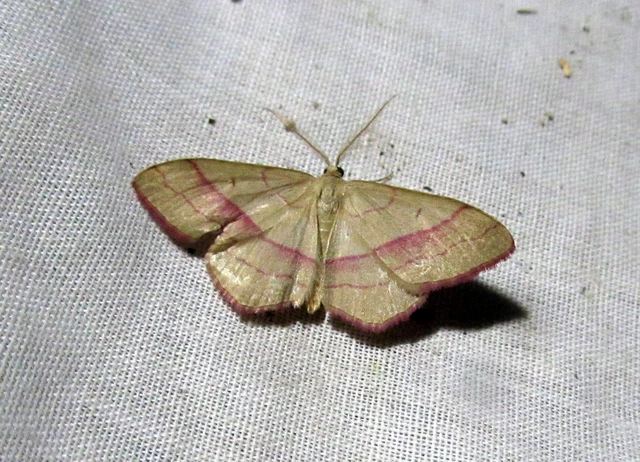 Rhodostrophia vibicaria - pirosszélű araszoló