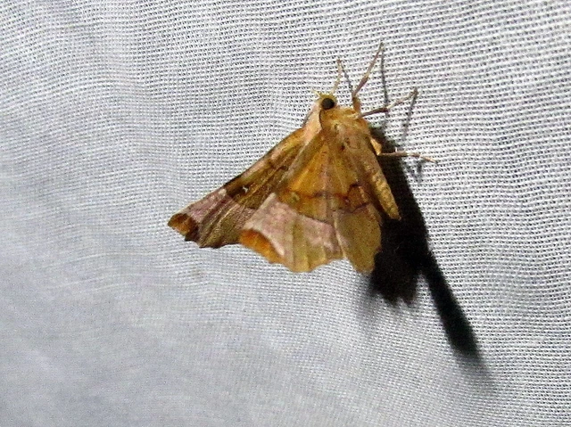 Selenia lunularia - egyfoltos holdasaraszoló