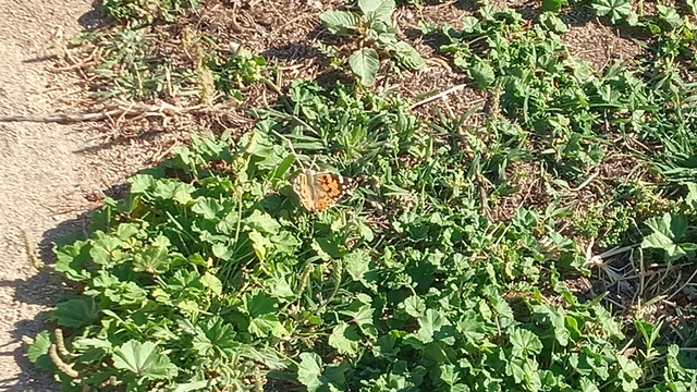 Vanessa cardui - bogáncslepke