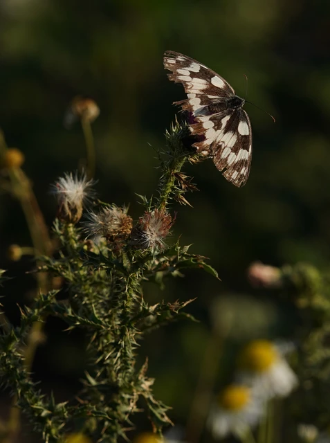 Melanargia galathea - sakktáblalepke