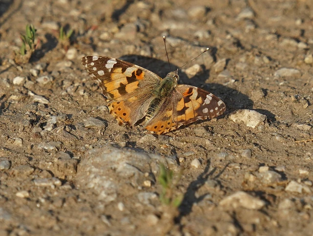Vanessa cardui - bogáncslepke