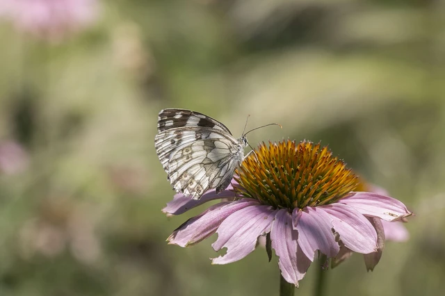 Melanargia galathea - sakktáblalepke