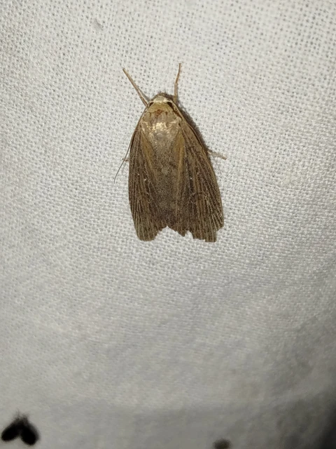 Chilodes maritima - négyfoltos nádibagoly