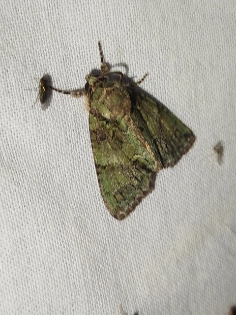 Polyphaenis sericata - selyemfényű erdeibagoly