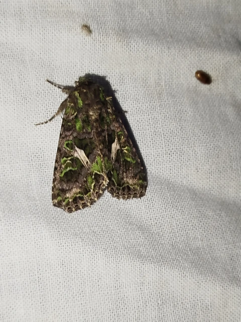 Trachea atriplicis - nyári zöldbagoly