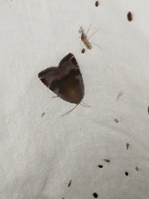 Noctua janthina - tarka sárgafűbagoly