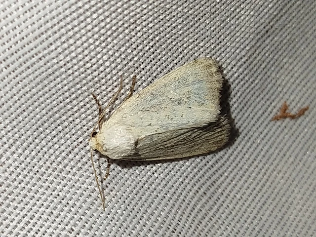 Photedes morrisii simonyisandori - Simonyi Sándor sásbaglya
