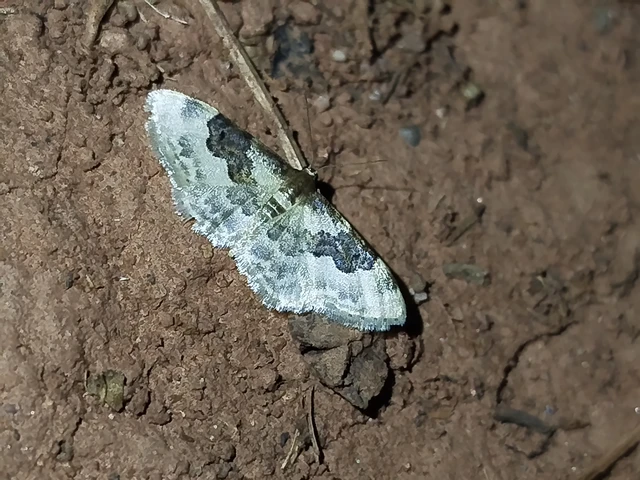 Idaea rusticata - tarka apróaraszoló
