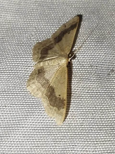 Idaea aversata - nagy sávosaraszoló