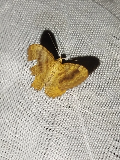 Camptogramma bilineata - kétvonalas sávosaraszoló