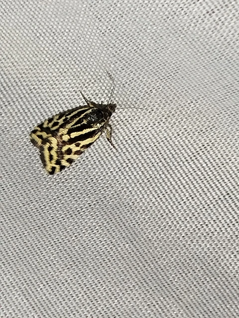 Emmelia trabealis - zebrabagoly