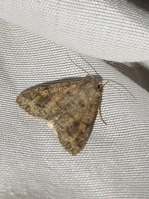 Parastichtis suspecta - sötét erdeibagoly
