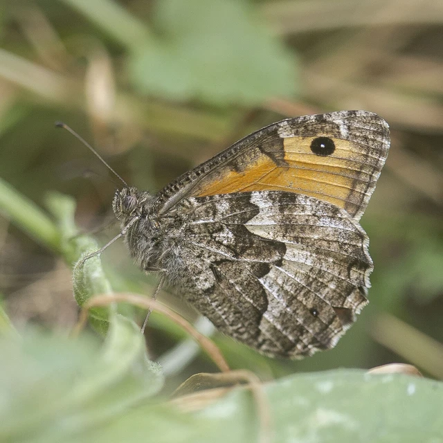 Hipparchia semele - barna szemeslepke