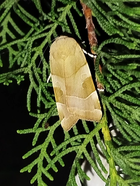 Noctua fimbriata - szélessávú sárgafűbagoly