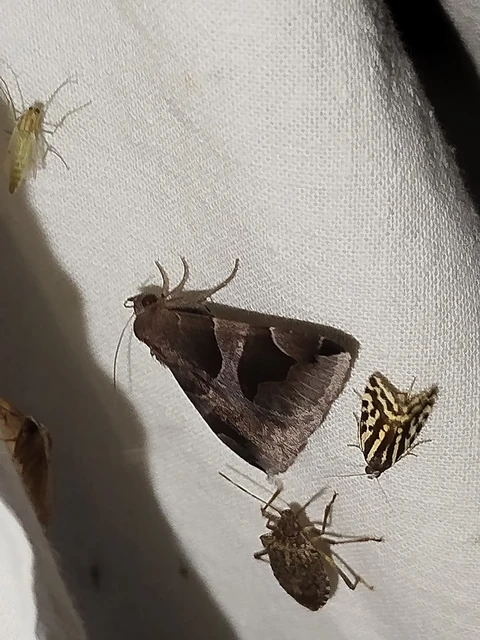 Dysgonia algira - déli porcelánbagoly