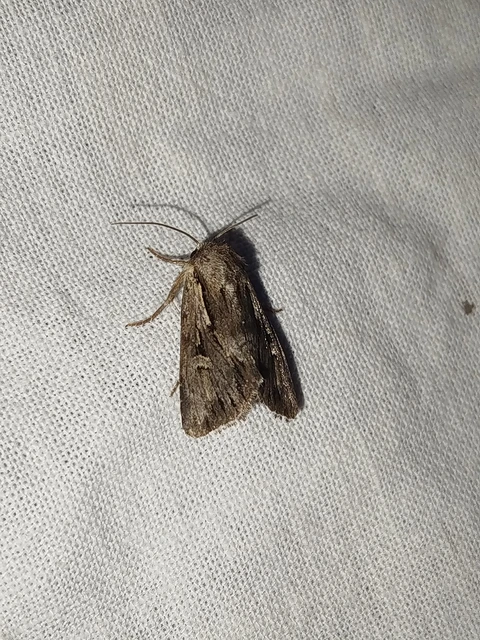 Chloantha hyperici - orbáncfű-sugarasbagoly