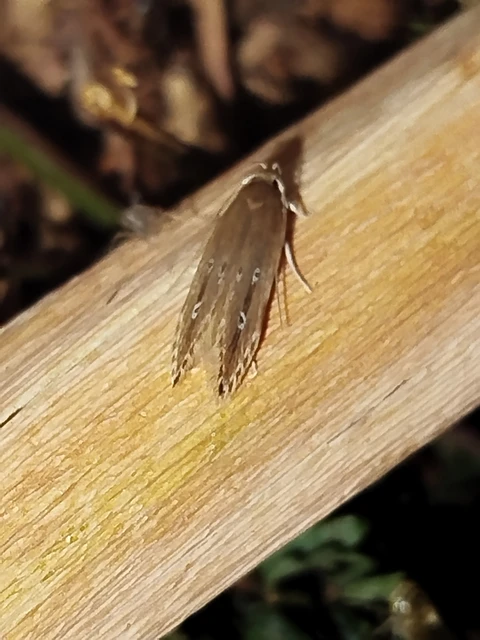 Limnaecia phragmitella - nádmoly