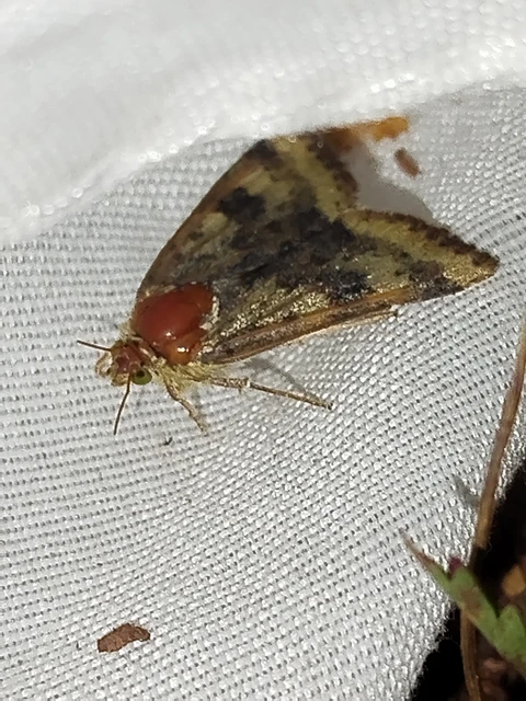 Heliothis viriplaca - mácsonyabagoly