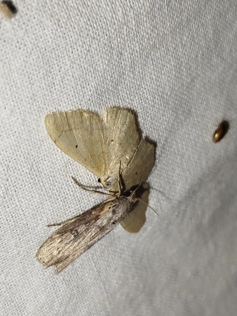 Idaea straminata - szalmasárga sávosaraszoló