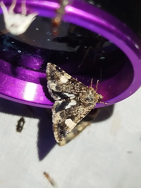 Tyta luctuosa - fekete nappalibagoly