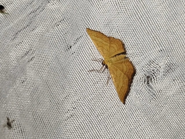 Idaea ochrata - okkerszínű sávosaraszoló
