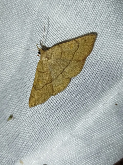 Paracolax tristalis - sárgás karcsúbagoly