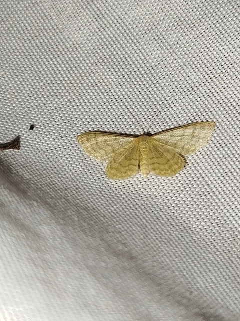 Idaea dilutaria - napvirág-apróaraszoló